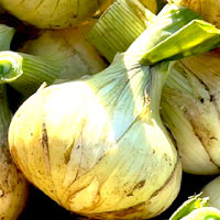 島玉ねぎ（新玉ねぎ）
