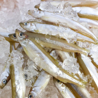 琵琶湖　天然ワカサギ